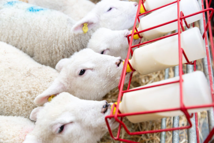 Avon Valley Lambing Live 2020