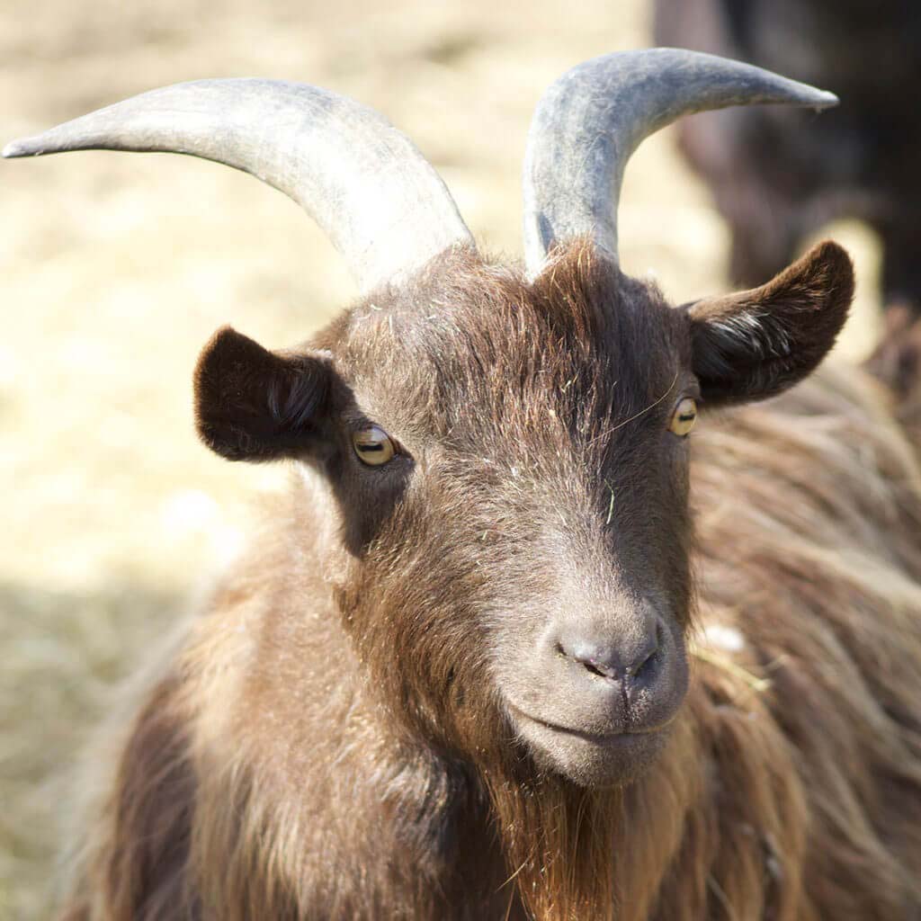 Pygmy Goat