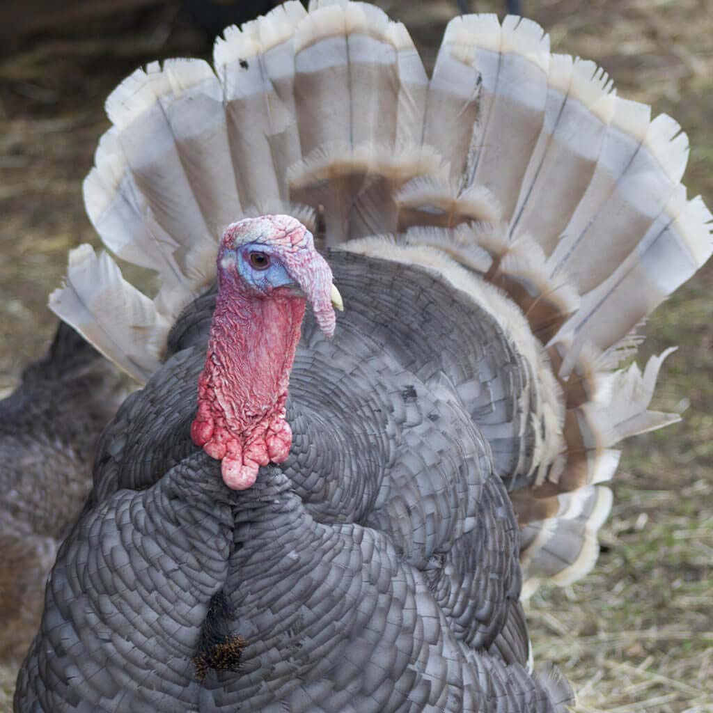 Turkey